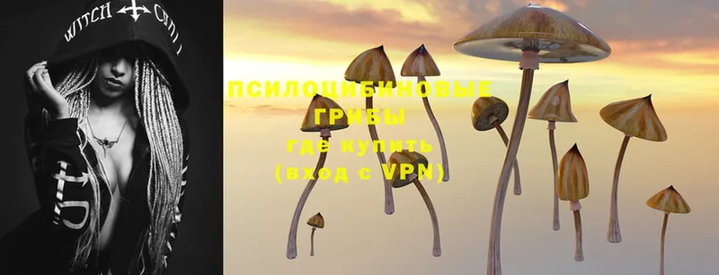 Галлюциногенные грибы Psilocybe  Болохово 